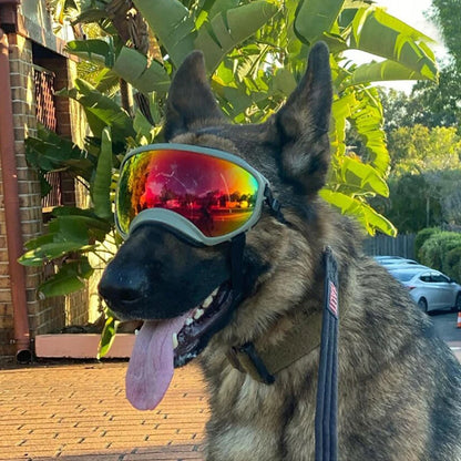 Doggy Goggles